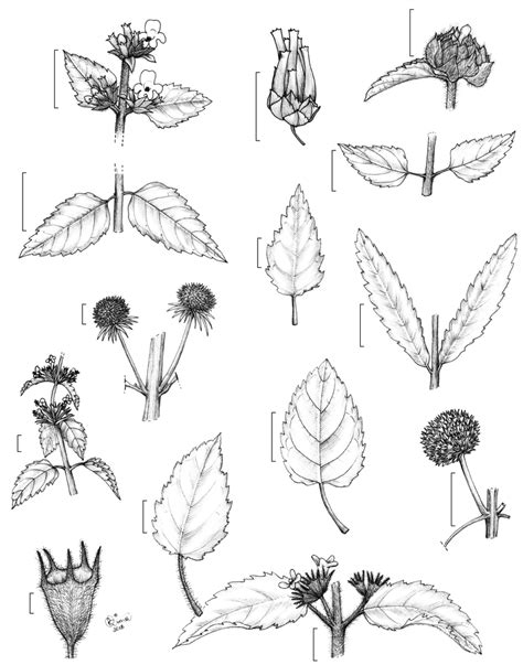 a-c. Cantinoa mutabilis – a. cauline leaves; b. part of... | Download Scientific Diagram