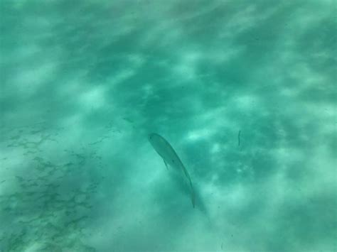 Coco Cay Bahamas Snorkeling Sunken Boat While Snorkeli Flickr