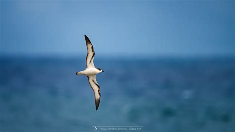 D But De La Saison Des P Trels De Barau Ornitho Photos Gilles Adt