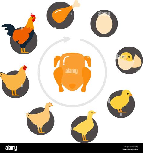 The Life Of A Chicken Different Ages Of Chicken Vector Illustration