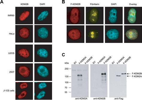 Figures And Data In Kdm2b Links The Polycomb Repressive Complex 1 Prc1