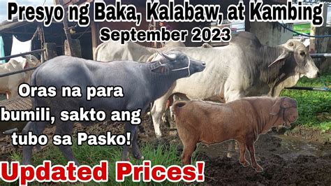 Ber Months Na Oras Na Para Bumili Presyo Ng Baka Kalabaw Kambing