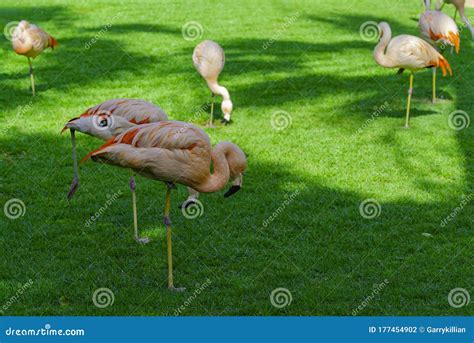 Closeup Of Beautiful Flamingos Group Standing On The Grass In The Park Vibrant Birds On A Green