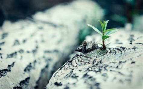 Wallpaper Plants Leaves Green Blue White Macro Depth Of Field