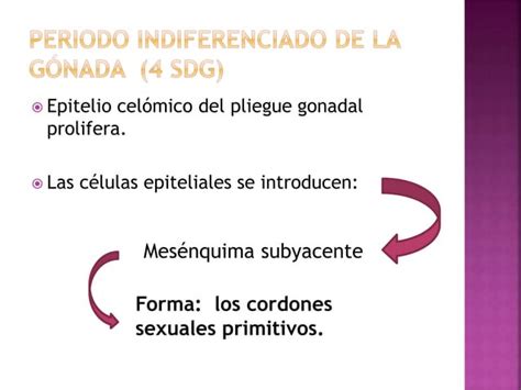 Desarrollo Embriologico Del Aparato Genital PPT