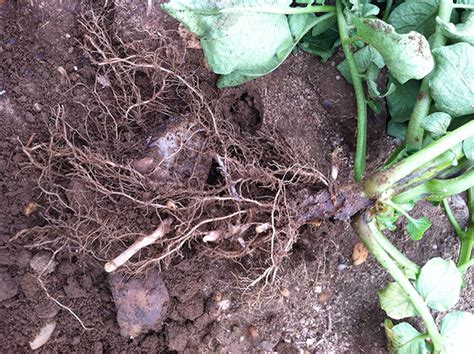 Potato Blackleg Caused By Dickeya Vegetable Pathology Long Island Horticultural Research