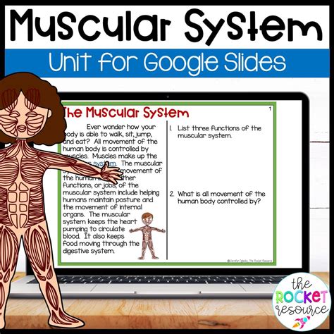 Muscular System Freebie The Rocket Resource