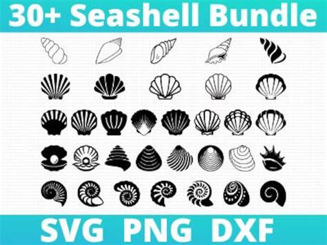 Seashell SVG / Seashells Svg / Seashell Svg File / Ocean Svg / - Etsy