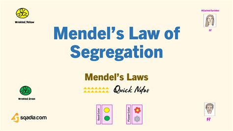 Mendels Laws Mendels Law Of Segregation