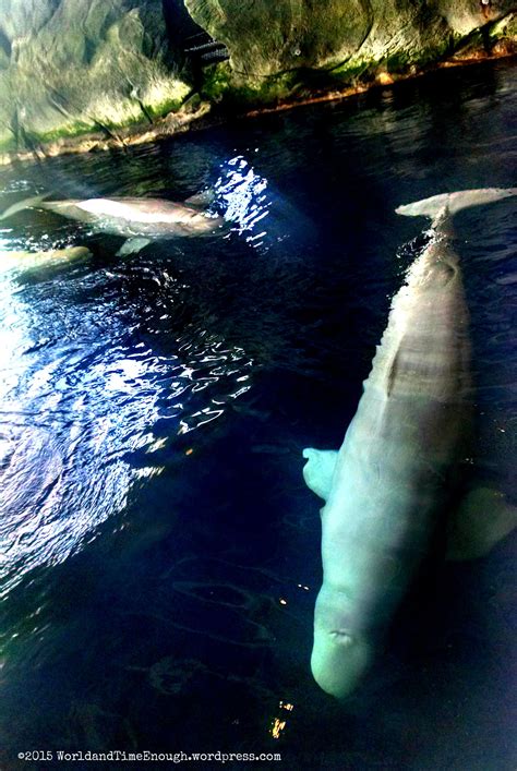 Shedd Aquarium Beluga Whales