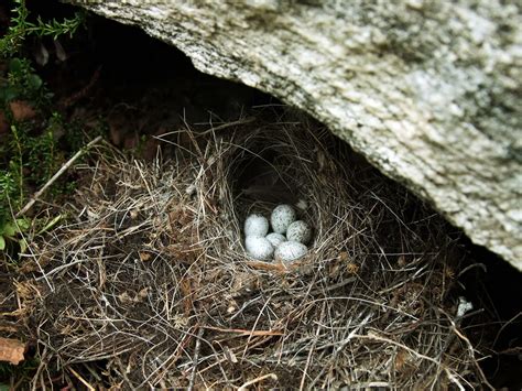 Pied Wagtail Nesting (Behaviour, Eggs + Location) | Birdfact