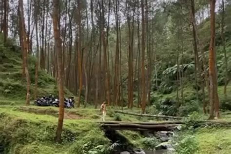 Hutan Pinus Purwojiwo Wisata Alam Hidden Gem Di Wonosobo Mau Ke Sana