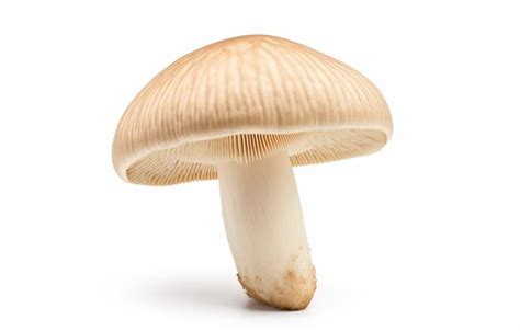 Premium AI Image | Matsutake mushroom