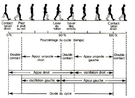 Kinésithérapie La marche Kine Web