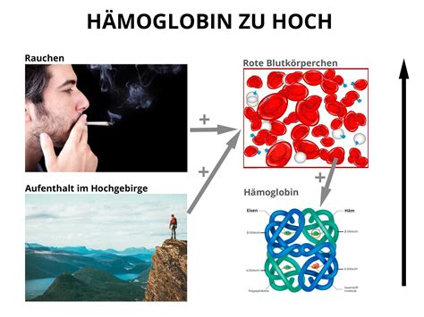 Hämoglobin Wert Zu Hoch - Quotes Trending