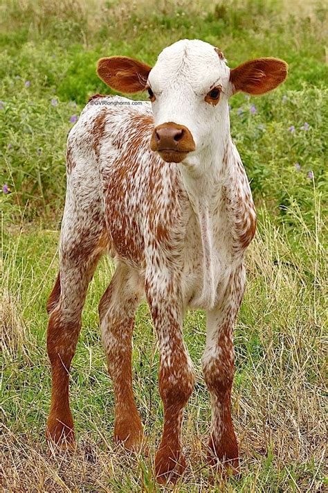 Texas Longhorn Calf Cute Baby Animals Cute Little Animals Longhorn