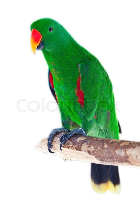 Male eclectus parrot isolated on white | Stock image | Colourbox