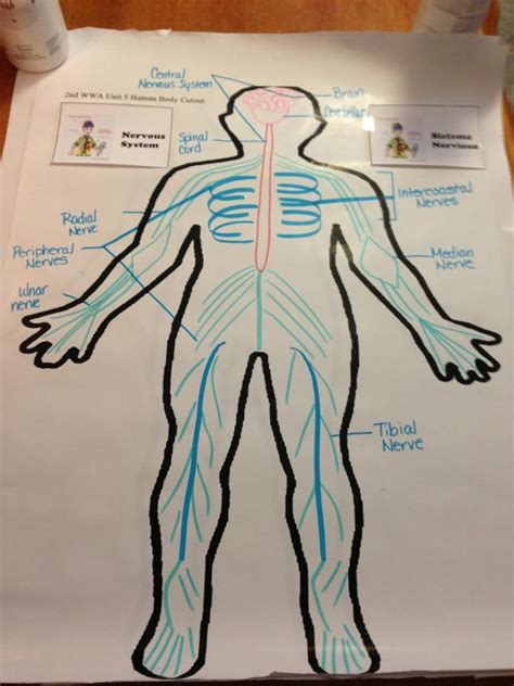 Nervous System Jj Science Classroom Teaching Science Science Education Health Science