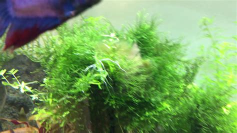 Removing Hair Algae In Planted Tank Youtube