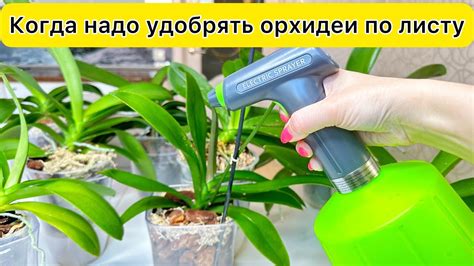Сделайте Удобрение орхидей по листу - YouTube