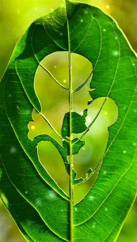 maa tumhare liye gambar burung cantik ide berkebun