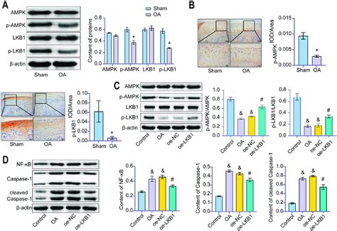 Lkb Mediated Ampk Activation In Chondrocytes A Western Blot Was