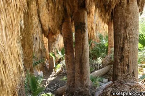 Borrego Palm Canyon Trail | Anza-Borrego Desert State Park | Hikespeak.com