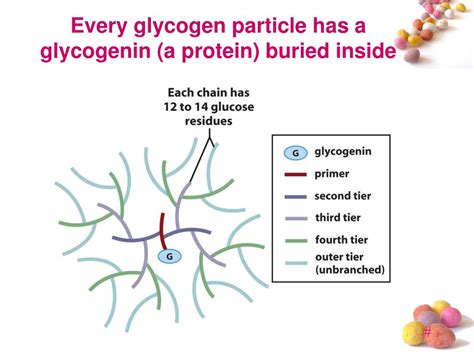 Ppt Glycogen Metabolism Powerpoint Presentation Free Download Id 7039540