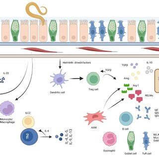 Innate immunity sentinel cells. Mechanisms that gastrointestinal ...