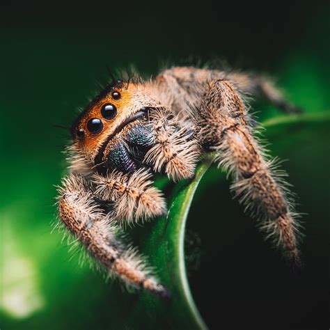 Florida Regal Jumping Spider Phidippus Regius Bug Pets Ltd