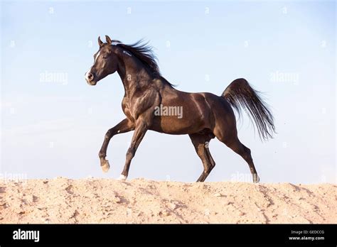 Arabian Horse Black Stallion Galloping In Desert Egypt Stock Photo