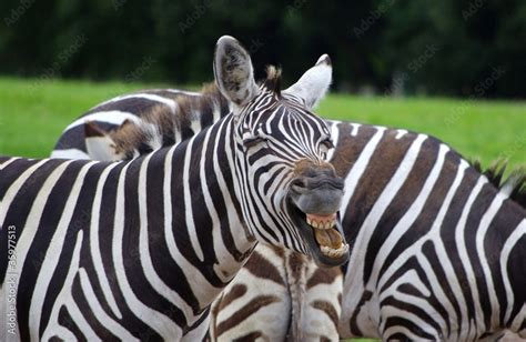 Laughing Zebra