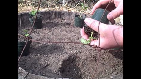 Planting Sugar Snap Peas Youtube