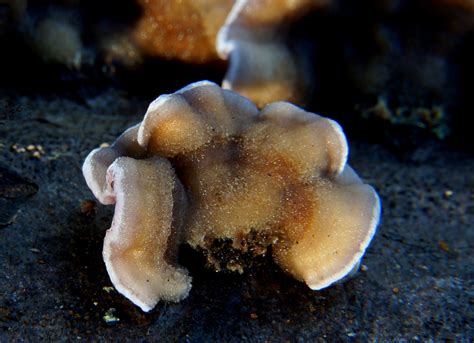 Free Images Nature Invertebrate Close Up Fungus Fungi