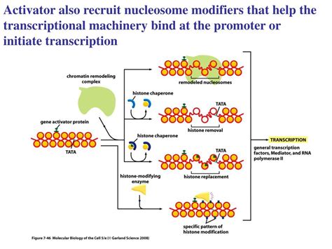 PPT - Transcriptional regulation in Eukaryotes PowerPoint Presentation ... 