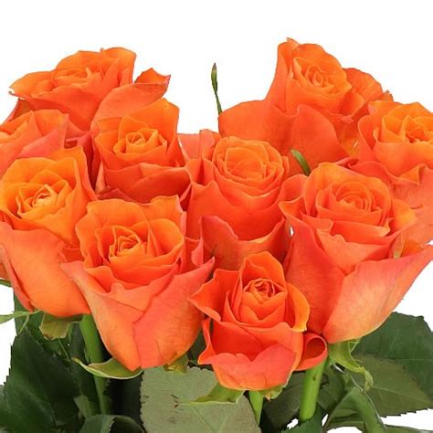 ROSE ORANGE WAVE 50cm Wholesale Dutch Flowers Florist Supplies UK