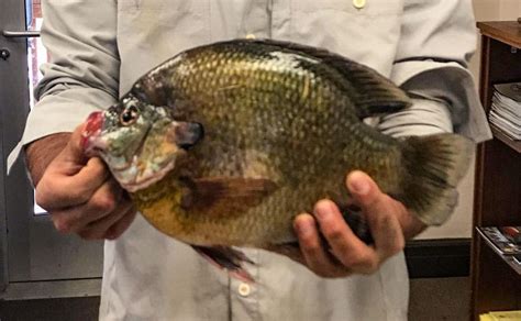 New State Record Bluegill Caught By Fly Fisherman Angling For Pike