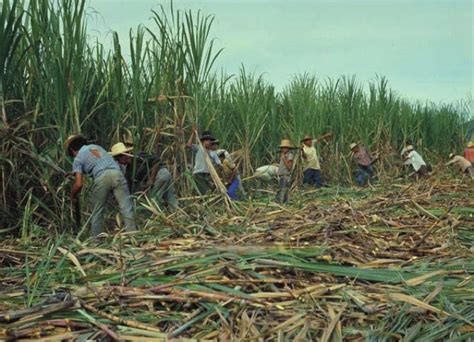 República Dominicana récords de producción ganancias gigantescas y