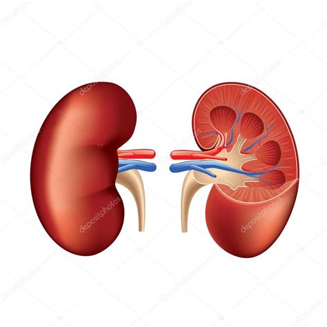 Human kidney anatomy isolated on white vector — Stock Vector © andegraund548 #63914621