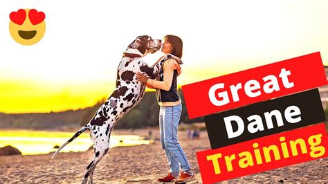 How To Train A Great Dane To Obey To Your Commands YouTube