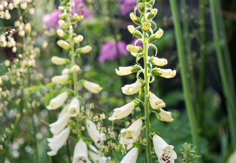 Annuals Biennials And Perennials What S The Difference