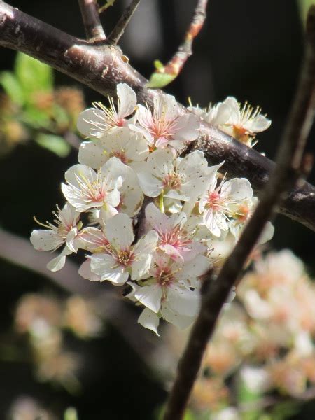 The Beauty And Function Of Mexican Plum Trees Ravenscourt Gardens