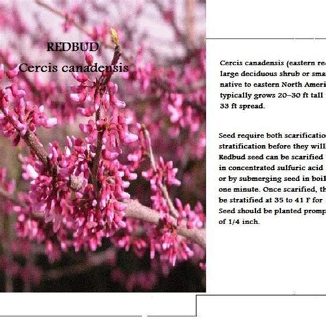 Redbud Tree - Etsy