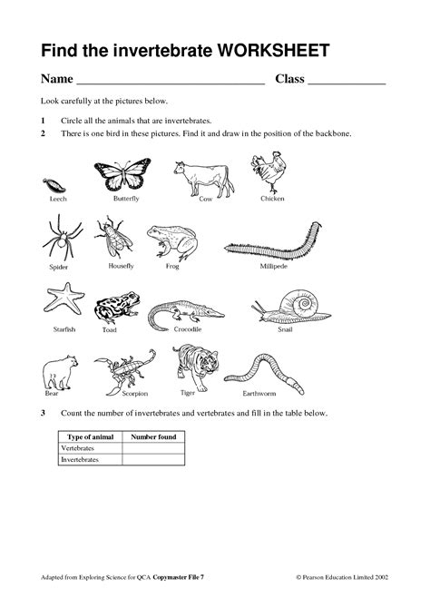 animal invertebrates and vertebrates 7
