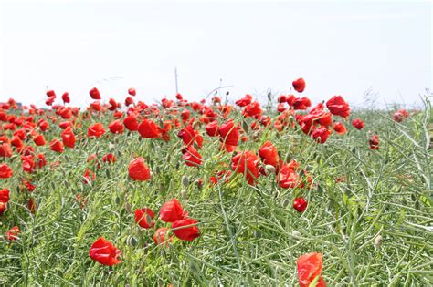 Wallpaper Landscape Red Field Poppies Flower Grassland Flora