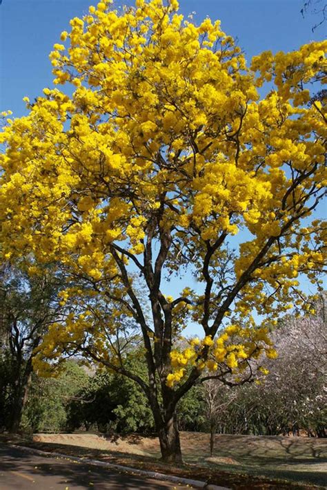 Ipê Amarelo Do Cerrado Abelha