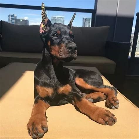 Cachorros Doberman Europeo Perros Hermosos Dog Pets Cuotas sin interés