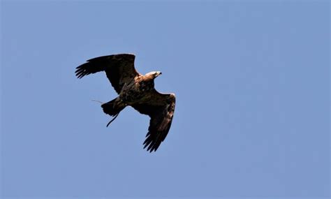 Aquila Di Un Centro Rapaci Austriaco Fugge Da Casa E Si Stabilisce