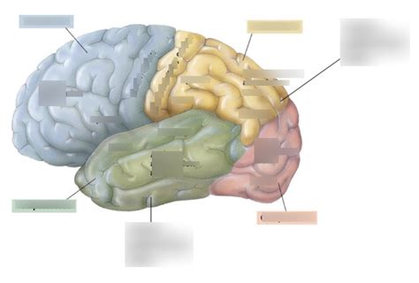 Psyc Diagram Diagram Quizlet