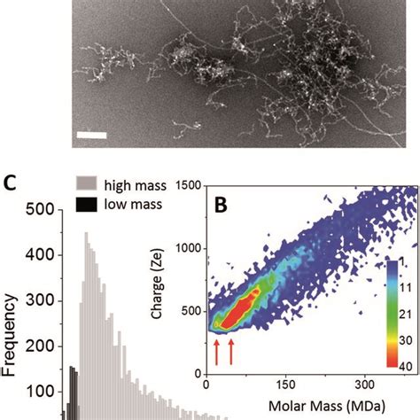 A Amyloid Fibers A Tem Image Of A Amyloid Fibers Scale